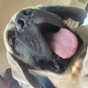 Meet your Posher, Roxanne